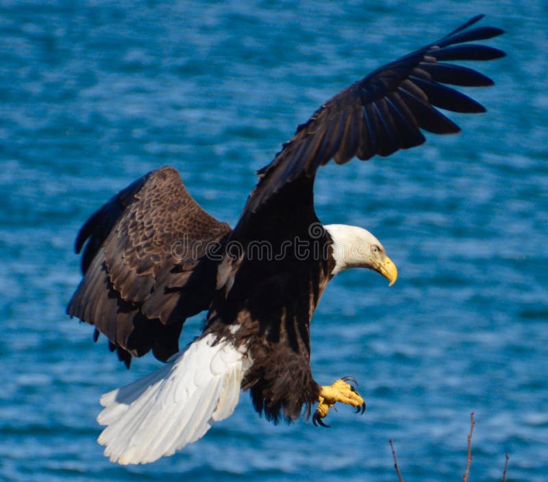 Two Eagles in flight stock image. Image of wind, flight 90966319