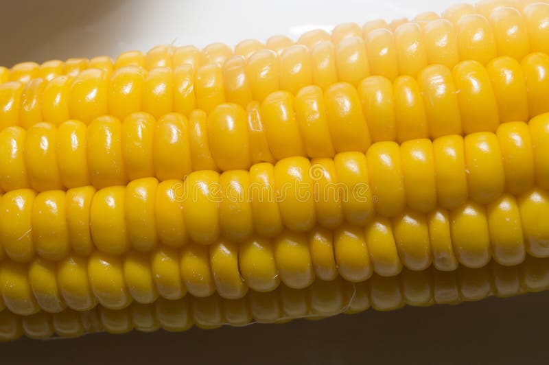 An Ear of Boiled Corn with Yellow Grains Stock Photo Image of ripe