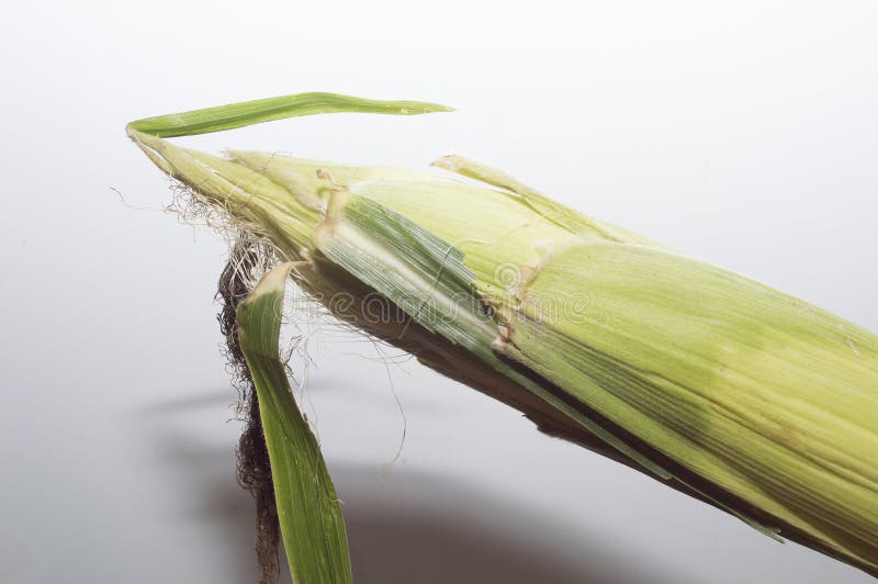 An Ear of Boiled Corn with Yellow Grains Stock Image Image of macro