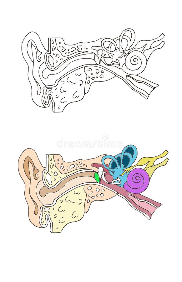 Blank Human Ear Diagram