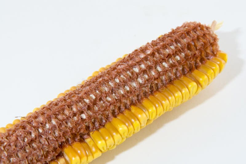 how many kernels on an ear of corn