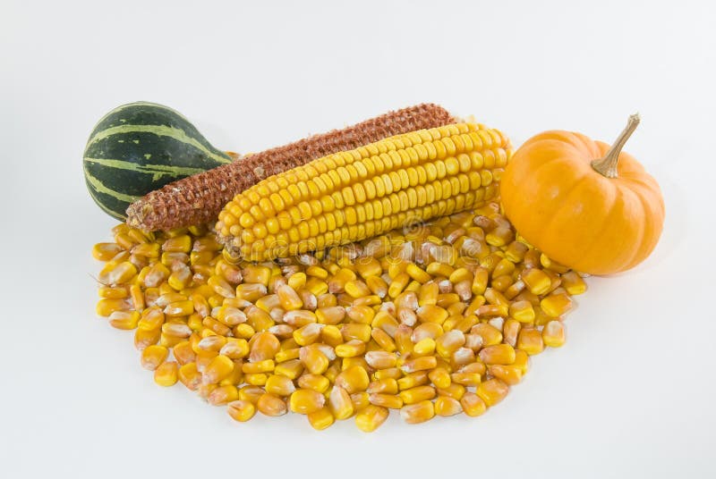 how many kernels on an ear of corn