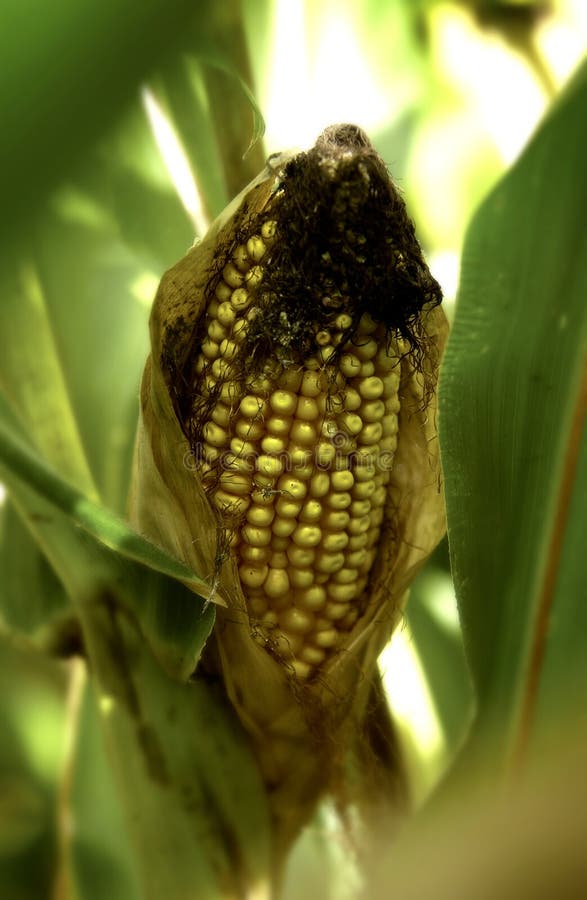 Ear of Corn on the Stalk in the Field Stock Image Image of plant