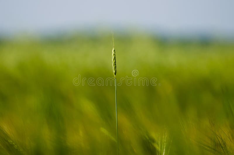 Ear Field Green Summer Grass Seeds Stock Photo Image of bamboo