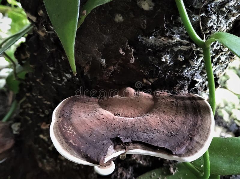 Ear fungus growing stock photo. Image of soil, closeup 267625476