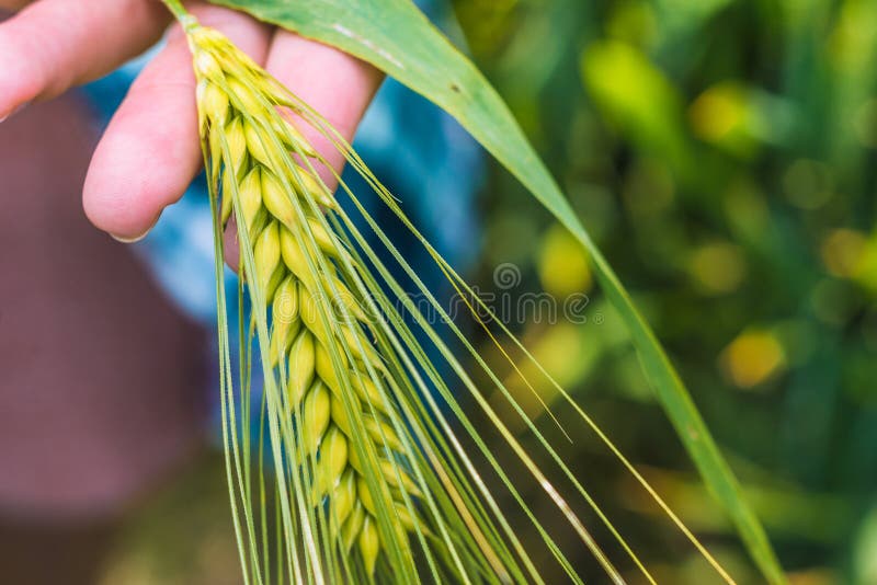 Ear of green wheat in hand, close up