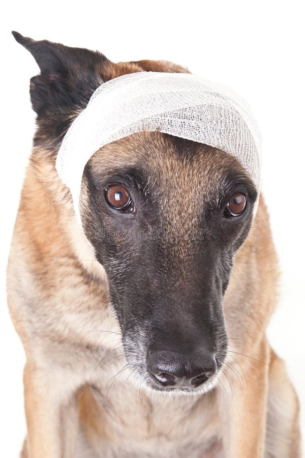 Ear or head bandage stock photo. Image of health, illness 27349638