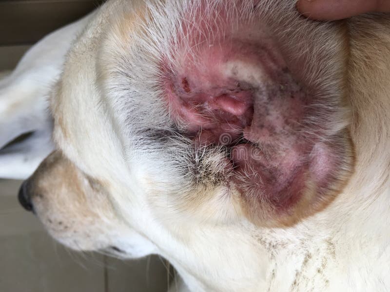 what does it look like when a dog has an ear infection