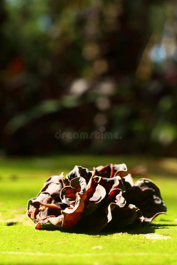 228 Ear Mushroom Growing Stock Photos Free & RoyaltyFree Stock