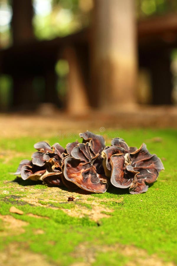 Ear Mushroom Growing in the Forest (Auricularia Auriculajudae). Stock