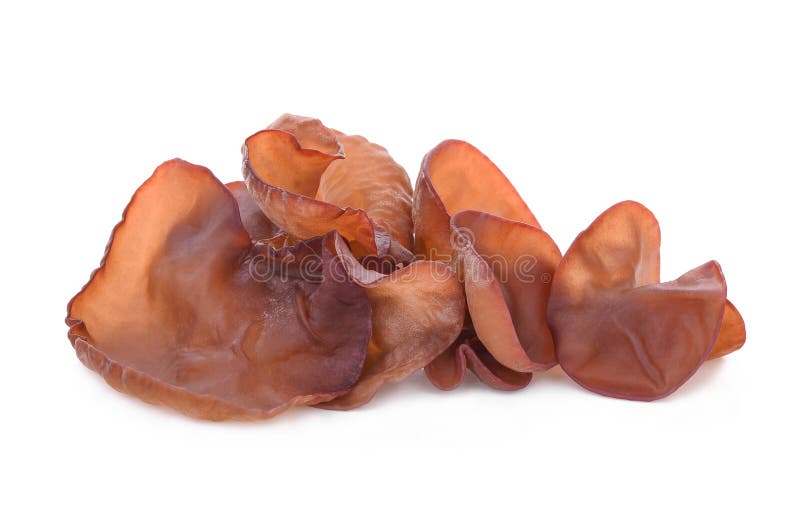 Ear Mushroom Isolated on White Stock Image Image of market, diet