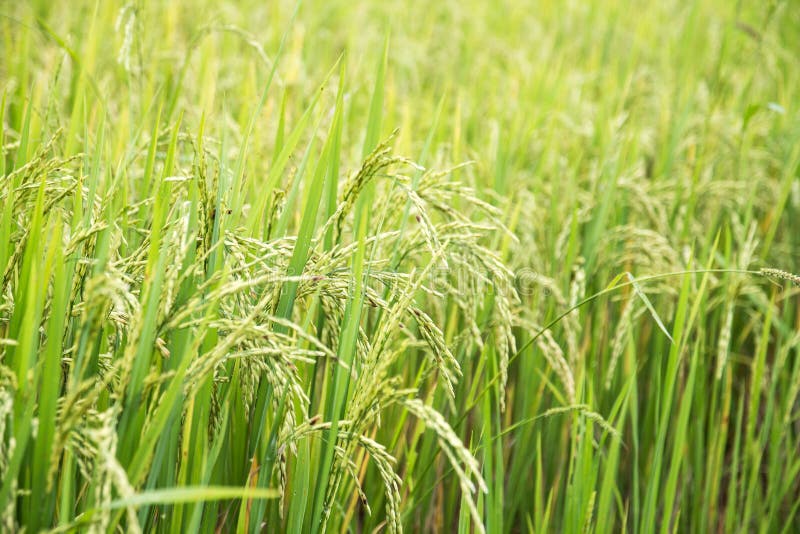 Ear of rice, Paddy field stock photo. Image of grass - 122184732