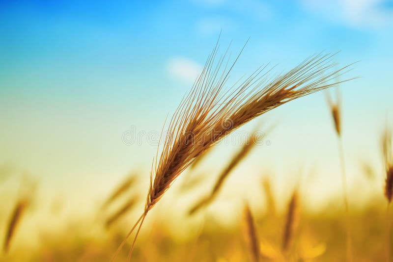 Ear of wheat