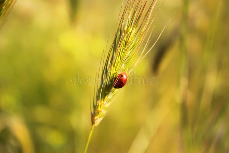 Ear of wheat