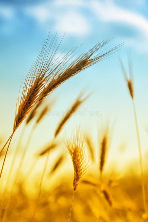 Ear of wheat