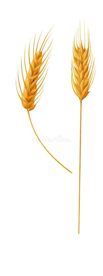 Ear wheat