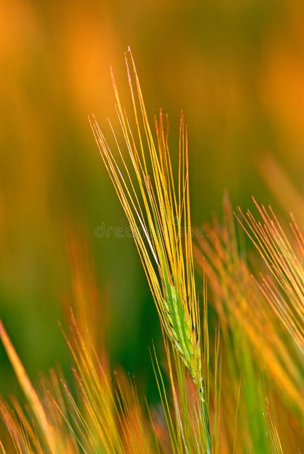 Ear wheat, close-up