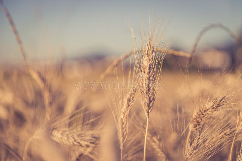 Ear of wheat, close up, sunset