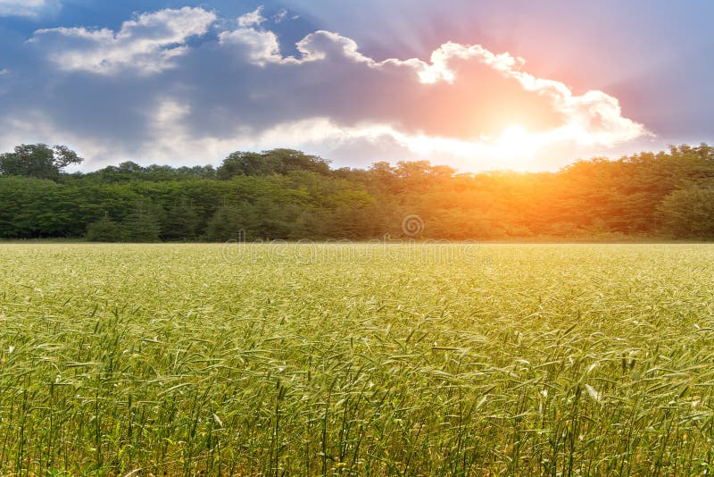 Ear wheat field sunset