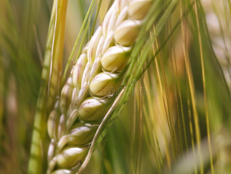 Ear of wheat macro