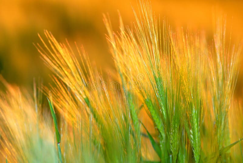 Ear wheat, orange