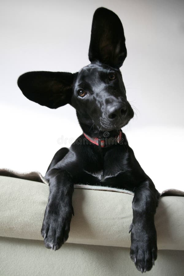 Mi guarda negli occhi di un cane con le grandi orecchie.