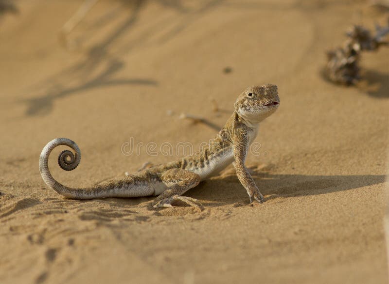 Eared toad (Phrynocephalus mystaceus) in the sands of Kalmykia. stock images Eared toad (Phrynocephalus mystaceus) in the sands of Kalmykia. stock images