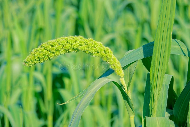 Earhead of millet