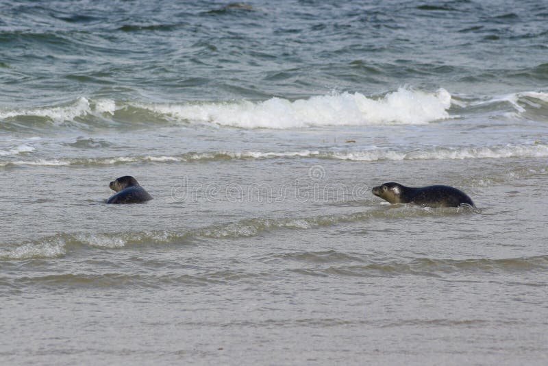 Earless Seals stock photo. Image of animal, seals, color 196907738