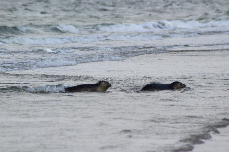 Earless Seals stock photo. Image of mudflats, animal 196907676