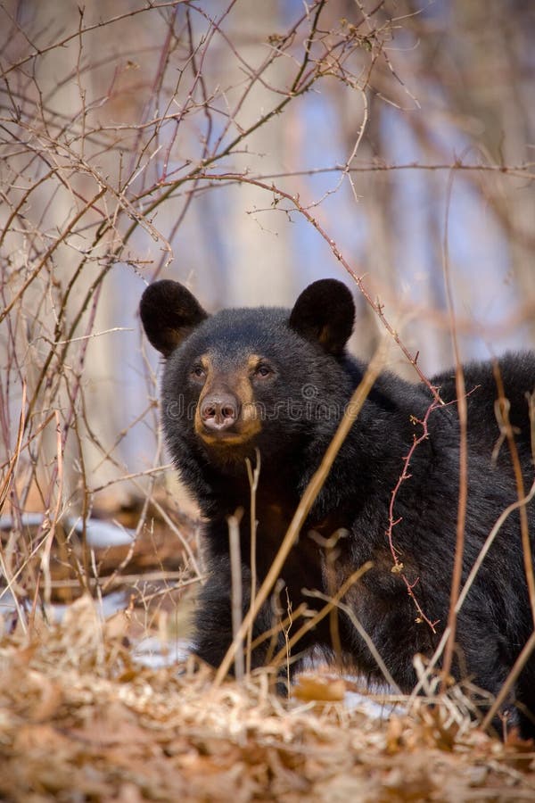 Earliy Spring Black Bear