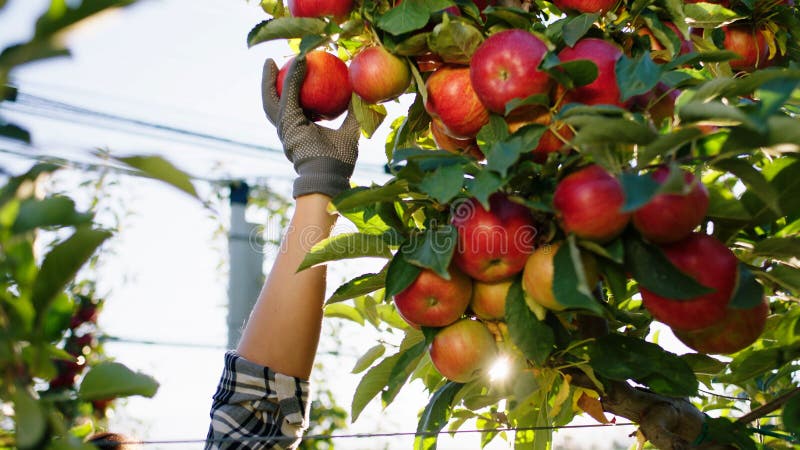 https://thumbs.dreamstime.com/b/early-autumn-day-modern-apple-orchard-farmer-worker-pickup-ripe-red-tree-concept-organic-food-farming-industry-261337378.jpg