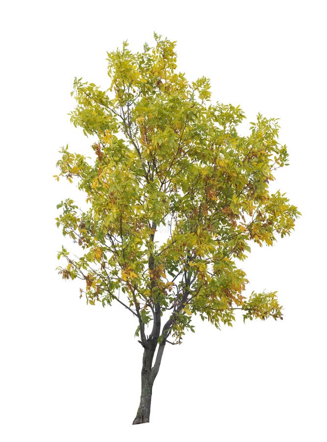 Early autumn tree isolated on white