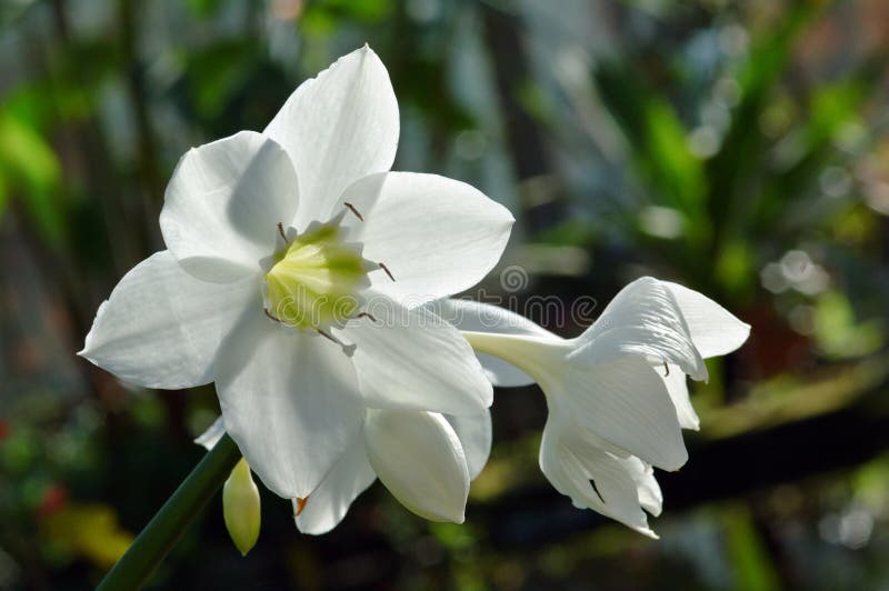 Earlyblooming Narcissus Picture. Image 1002616