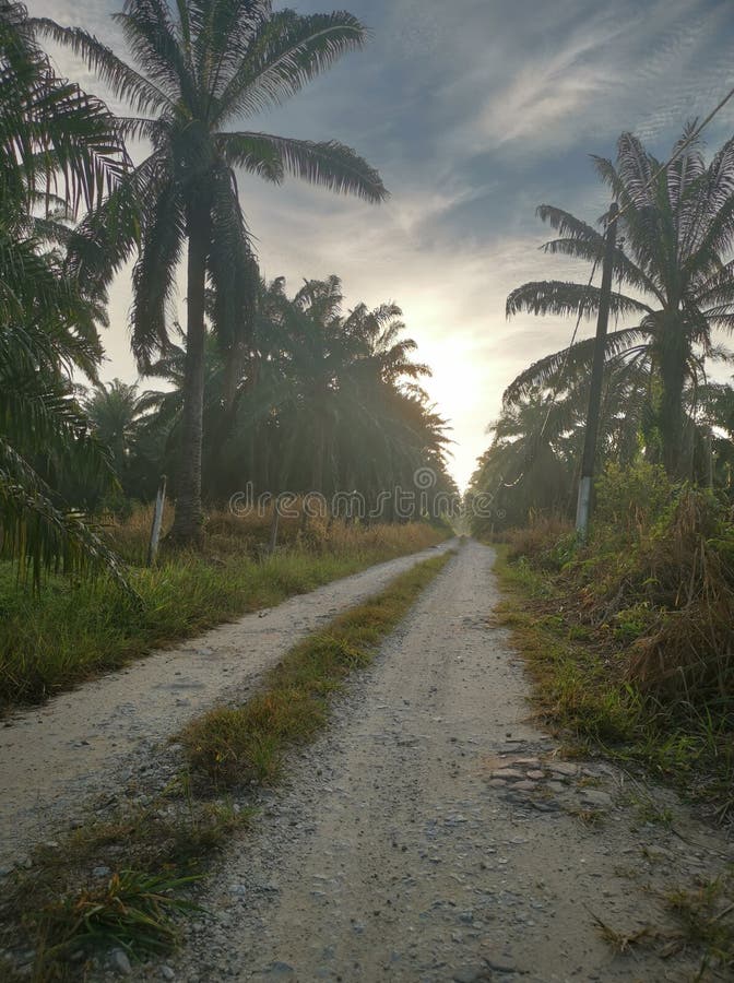 Pathway into the Plantation after the Rain Stock Photo - Image of ...