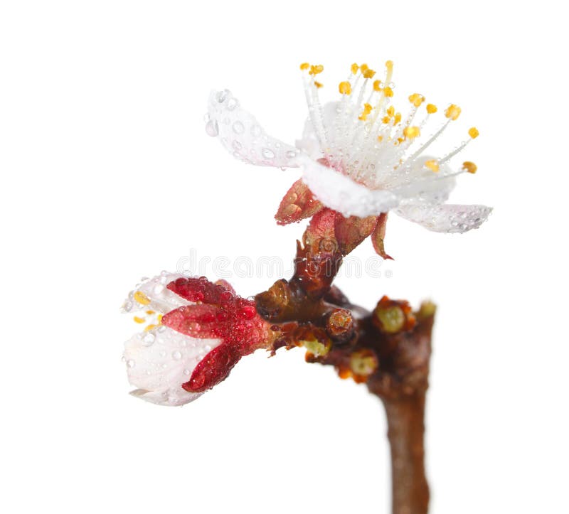 Early dew on fruit-tree bud and blossom