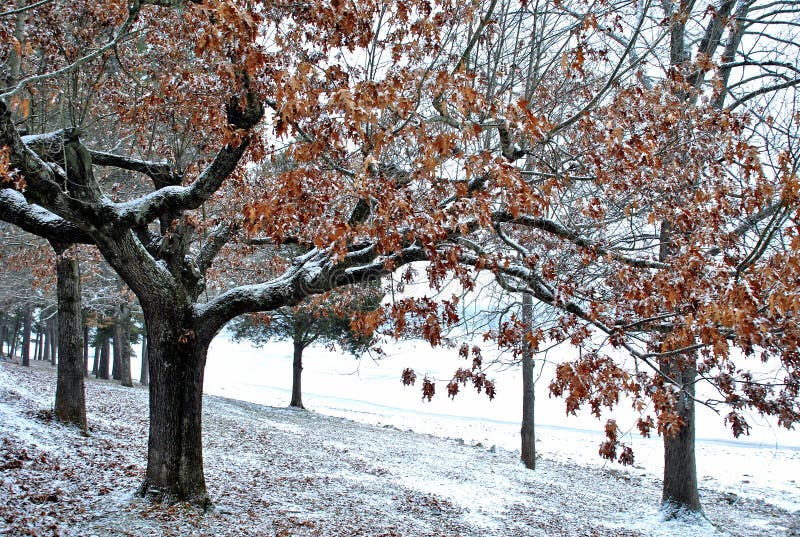 An early dusting of snow royalty free stock photo An early dusting of snow royalty free stock photo