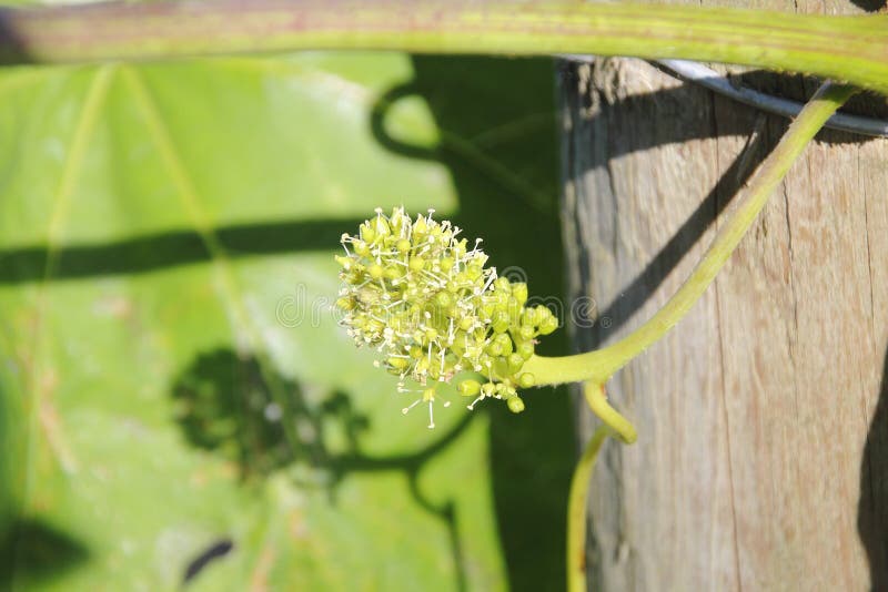 Early Grapes Developing stock photo. Image of shadow 55425366