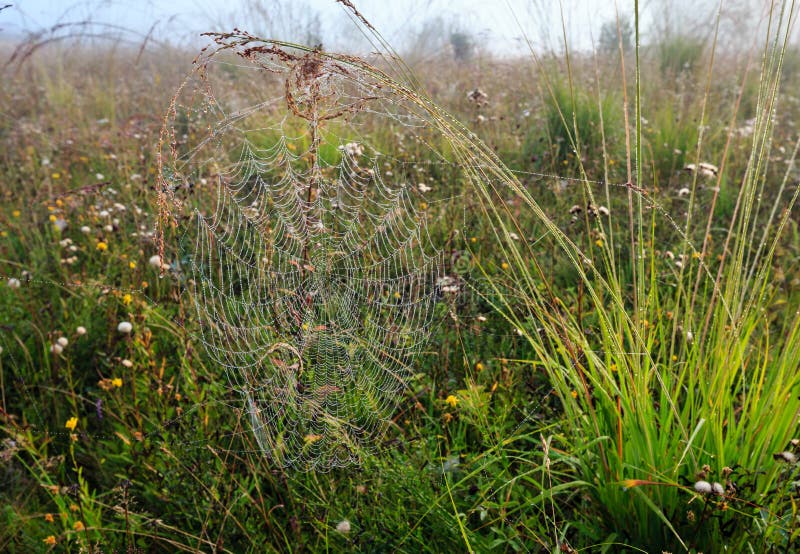 Misty morning dew on mountain meadow