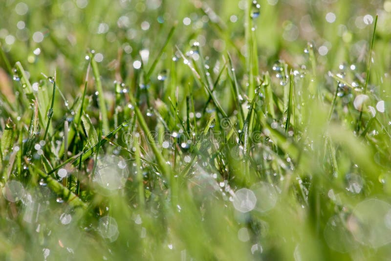 Early morning dew stock image. Image of blade, droplets 13130491
