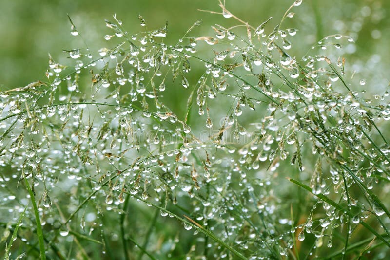 Early Morning Dew in Grass stock image. Image of drop 64780387