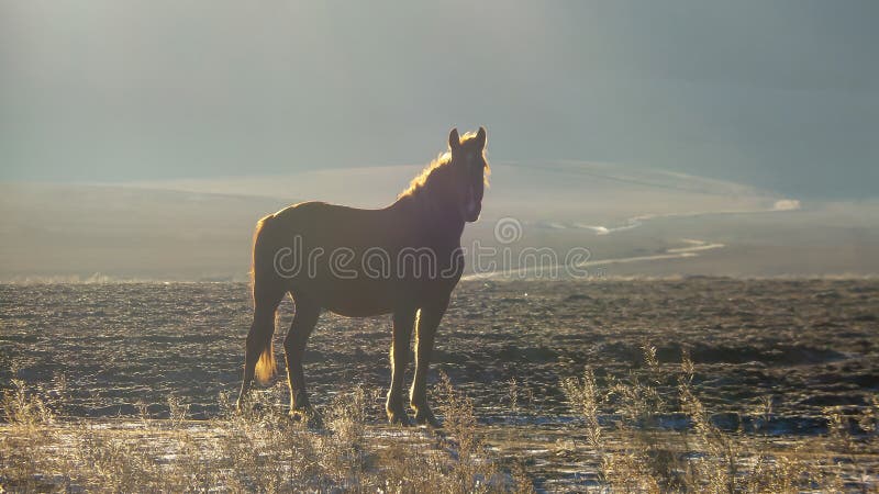 Silhouette of a horse that stands in a field at sunrise stock image Silhouette of a horse that stands in a field at sunrise stock image