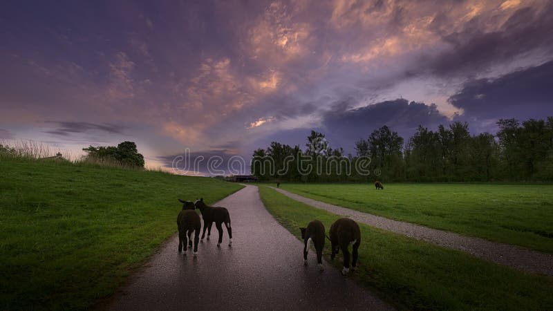 Agnelli per il pascolo sotto un drammatico alba cielo nei paesi Bassi.