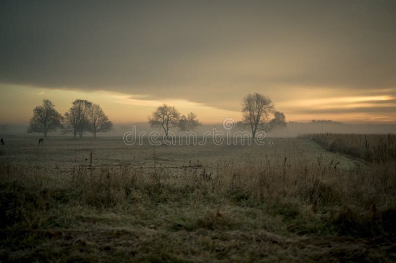 Early morning field stock image. Image of horses, field 178499511
