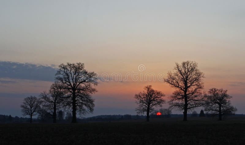 Early morning landscape with old oaks royalty free stock photography Early morning landscape with old oaks royalty free stock photography