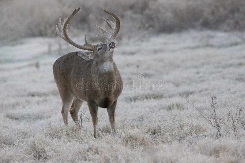 Early morning Lip curl displayed by massive heavy racked whitetail buck