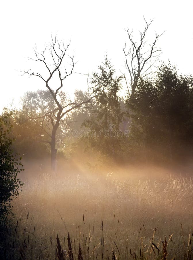 Early morning mist