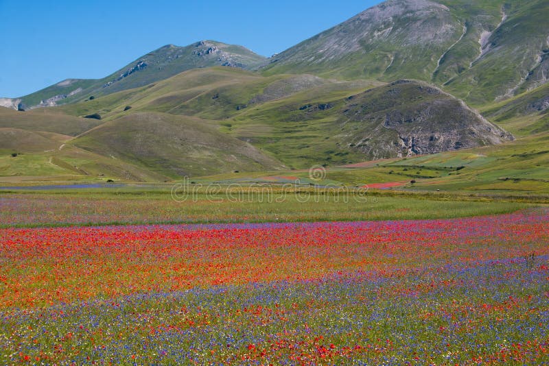 Early morning mist covers partially a colorful flowers blooming that creates a beautiful green, red and yellow patterns. Piano Gra