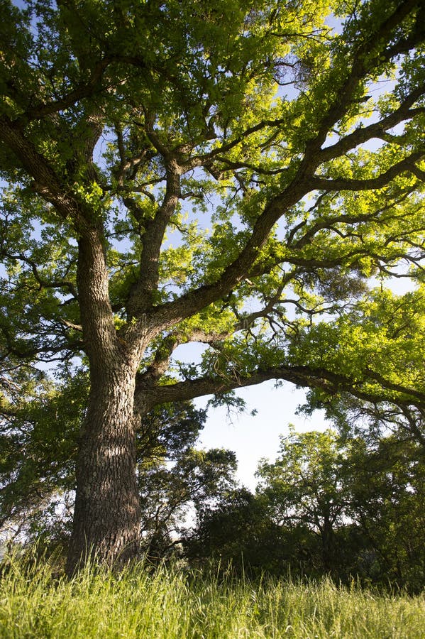 Early morning sunlight casts its rays on a blue oak on Mount Wanda