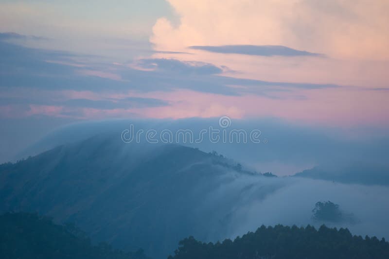 Early morning sunrise with fog at tea plantation